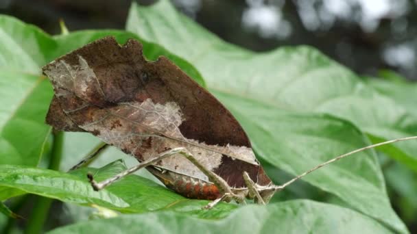 Leaf Mimic Katydid Het Regenwoud Met Rio Tiputini Achtergrond Ecuador — Stockvideo