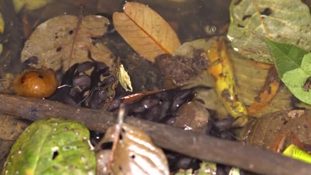 Tadpole Skupina Dohromady Rybníkové Vodě Video — Stock video