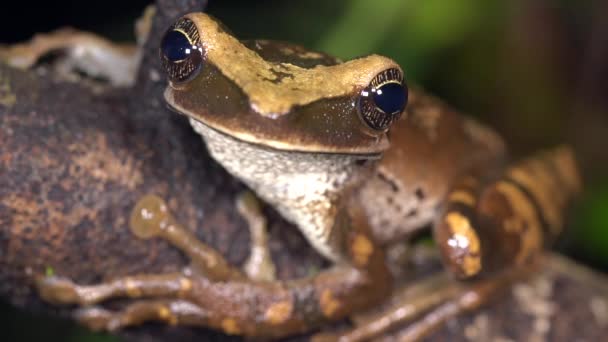 Video Von Exotischem Braunen Frosch Der Natur — Stockvideo