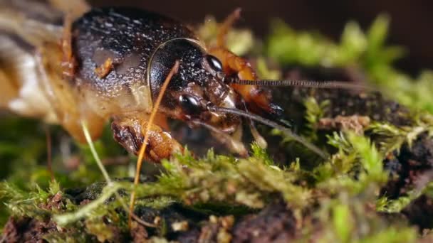 Video Krtek Cricket Gryllotalpa Tropické Druhy Ekvádoru Péče Kopání Mechu — Stock video