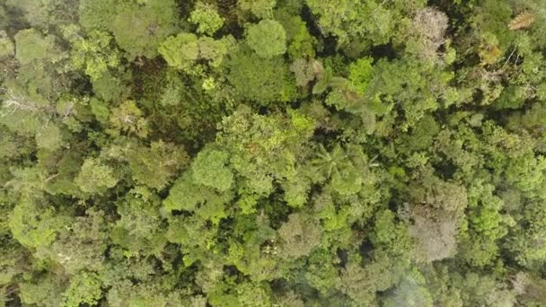 Drone Video Tropikalnego Lasu Deszczowego Świcie Ekwadorskiej Amazonii Rio Shiripuno — Wideo stockowe