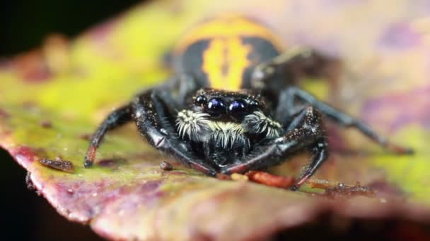 Hoppande Spindel Familj Salticidae Video — Stockvideo