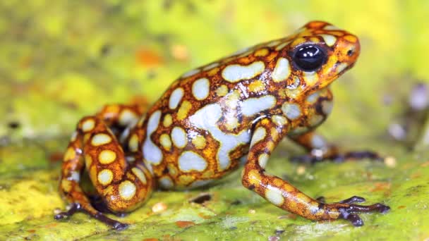 Harlequin Poison Frog Breathing Western Ecuador Lita Green Leaf视频 — 图库视频影像