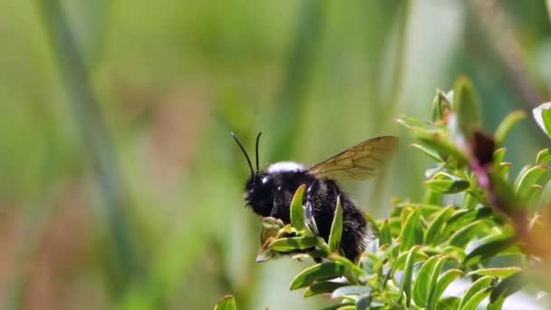 Gran Abeja Volando Cámara Lenta Video Flora Fauna — Vídeo de stock