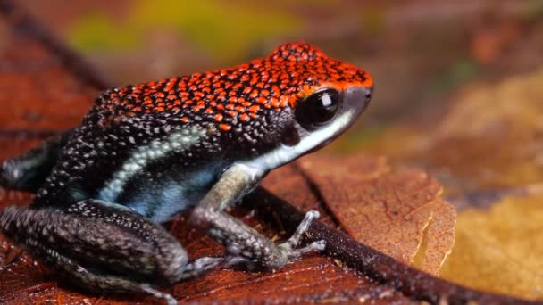 Video Ecuadorian Poison Frog Ameerega Bilinguis — Stock Video