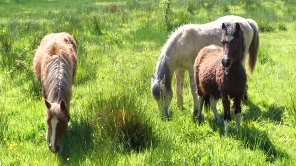 Video Caballos Pastando Pradera Hierba Verde — Vídeo de stock