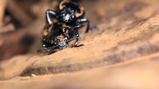 喜ぶ真菌の甲虫のペア エロチリダイ 熱帯雨林のブラケット真菌に交尾 エクアドル — ストック動画