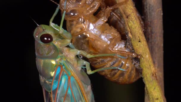 Larva Derisinden Yeni Çıkmış Bir Ağustos Böceğinin Makro Videosu — Stok video