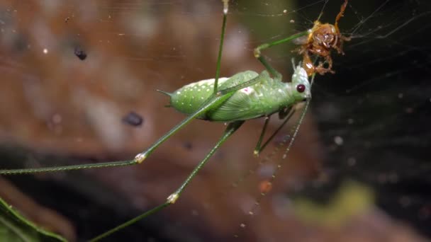 Video Van Groene Katydid Sprinkhaan Krekel Eten Bug Spinnenweb — Stockvideo