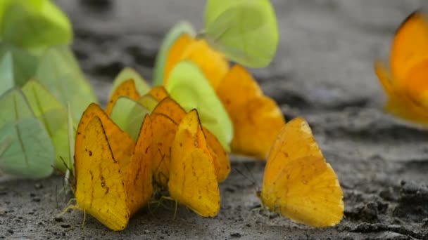 Slow Motion Video Butterflies Family Pieridae Flying Ecuadorian Amazon — Stok Video