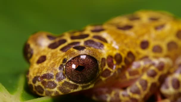 Arlequin Poison Frog, Oophaga sylvatica, vidéo avec grenouille