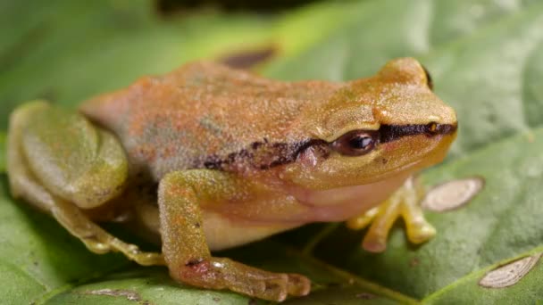 Video Von Frosch Der Grüne Wald Regenfrosch Pristimantis Omeviridis Ecuadorianischer — Stockvideo