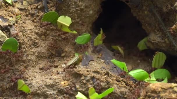 Βίντεο Αργής Κίνησης Των Μυρμηγκιών Κοπής Φύλλων Atta Μεταφέρουν Κομμάτια — Αρχείο Βίντεο
