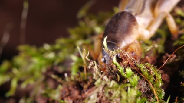 Video Mole Cricket Gryllotalpa Tropische Soorten Uit Ecuador Verzorgen Graven — Stockvideo