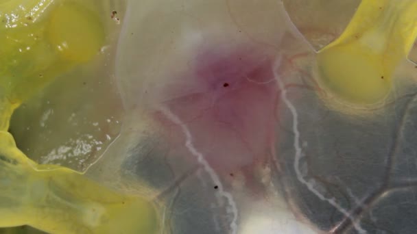 Макроснимок Видео Бьется Прозрачная Лягушка Стеклянная Лягушка Vitreorana Oyampiensis — стоковое видео