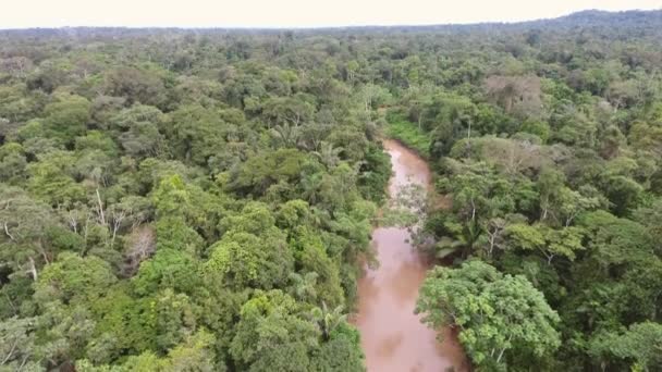 Luchtfoto Video Van Bos Landschap Met Bomen Tropisch Regenwoud Ecuadoriaans — Stockvideo