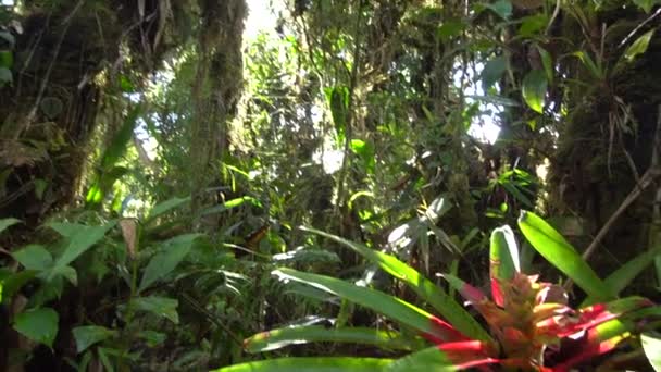 Video Vom Tropischen Regenwald Mit Exotischen Pflanzen — Stockvideo