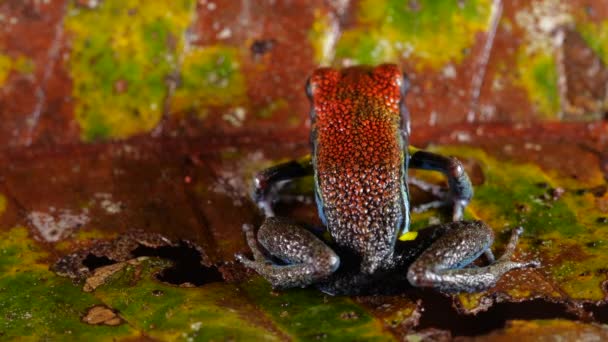 Video Dari Ekuador Poison Frog Ameerega Bilinguis — Stok Video