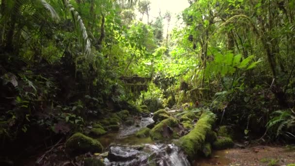 ralenti vidéo du débit de la rivière, vapeur d'eau dans la forêt 