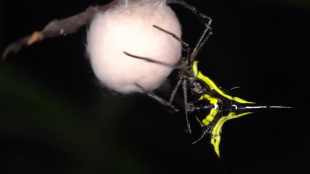 Video Dari Spiny Orb Weaver Spider Micrathena Weaving Silk Nest — Stok Video