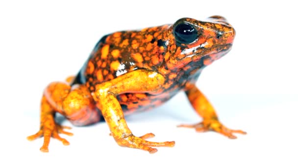 Wideo Harlequin Poison Frog Zachodni Ekwador Durango Żaba Pomarańczowa — Wideo stockowe