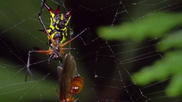 Cámara Lenta Spiny Orb Weaver Araña Con Mosca Trampa — Vídeos de Stock