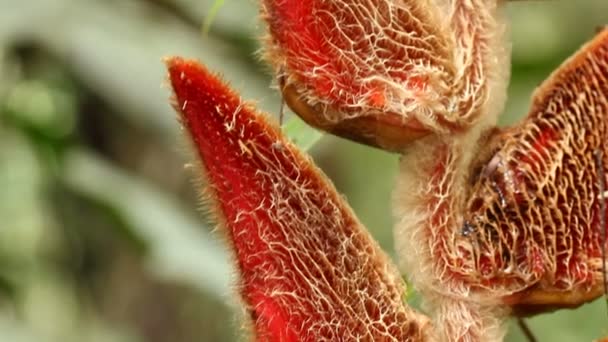 Βίντεο Heliconia Velligera Κόκκινο Λουλούδι Φυτών — Αρχείο Βίντεο