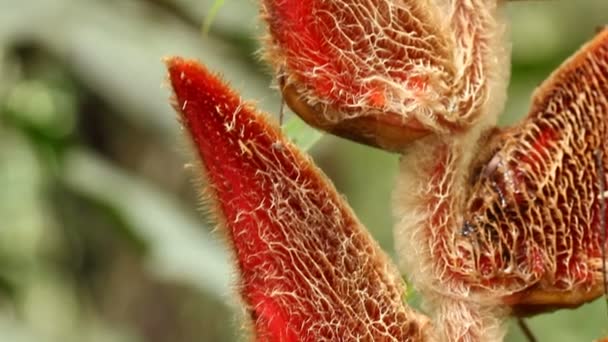 Vídeo Heliconia Velligera Flor Planta Vermelha — Vídeo de Stock