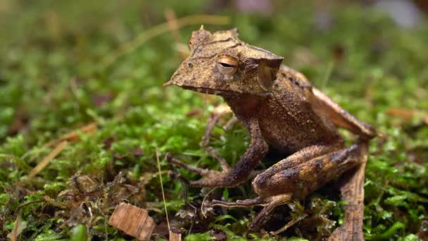 Crested Forest Toad Rhinella Naquaritifera 厄瓜多尔亚马逊 — 图库视频影像