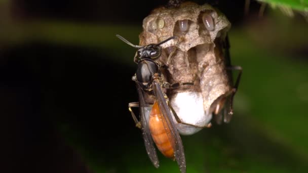 Tropikal Böcek Videosu Yumurtalar Üzerinde Uçan Böcek — Stok video