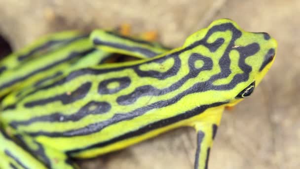 Wideo Eleganckiej Upartej Ropuchy Atelopus Elegans Liściu — Wideo stockowe