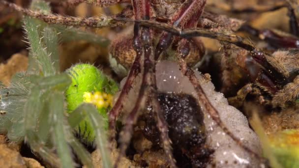 Stora Potter Wasp Vespidae Larv Utfodring Förlamade Spindlar Video — Stockvideo