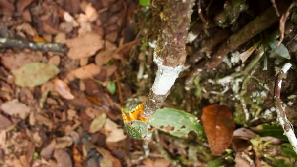 Video Amazon Leaf Frog Climbing Tree Branch Cruziohyla Craspedopus — Stock Video