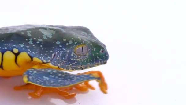 Amazon Leaf Frog Cruziohyla Craspedopus スローモーションビデオ スタジオショット — ストック動画