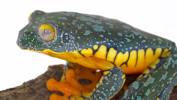 Amazon Leaf Frog Cruziohyla Craspedopus Slow Motion Video Studio Shot — Stockvideo