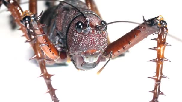 白色背景的大型丛林蟋蟀录像 — 图库视频影像