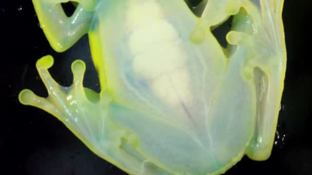 Відео Прозорої Жаби Glass Frog Vitreorana Oyampiensis Bottom View — стокове відео