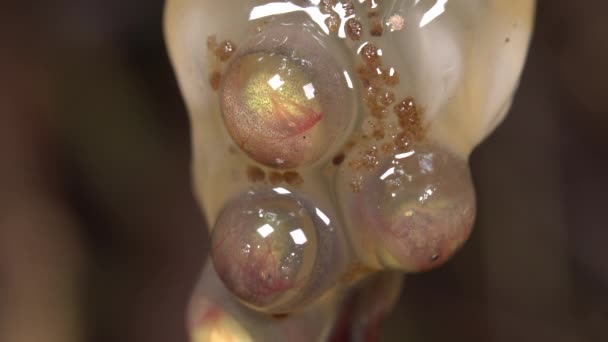 Video Van Amazone Leaf Frog Eggs Cruziohyla Craspedopus Tadpolen — Stockvideo