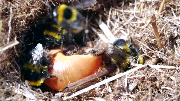 Lassított Felvételen Bumble Méhek Fészkelnek Egy Csigahéj Körül — Stock videók