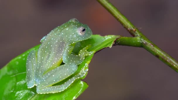 Video Van Schitterende Cochran Kikker Plantenblad Cochranella Resplendens — Stockvideo