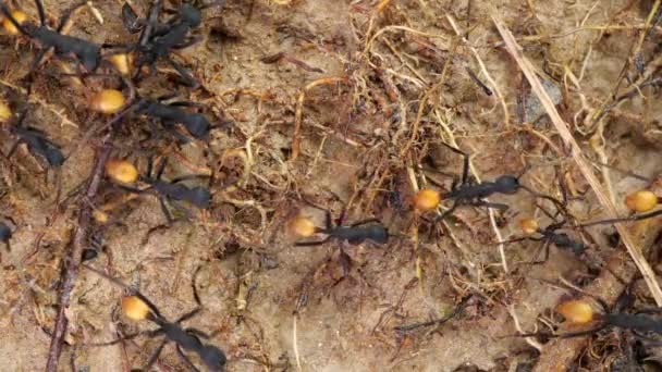 Långsam Rörelse Video Army Ants Eciton Rapax Regnskog Jord Ecuadors — Stockvideo