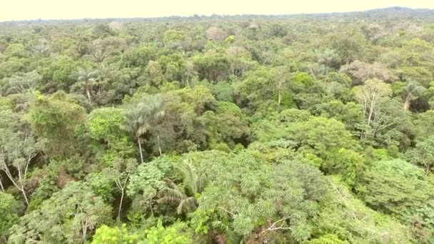 Luchtfoto Video Van Tropisch Regenwoud Ecuadoriaans Amazonegebied — Stockvideo