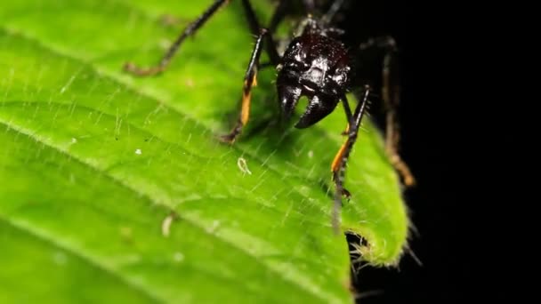 Video Bullet Ant Eller Conga Ant Paraponera Clavata Gröna Blad — Stockvideo