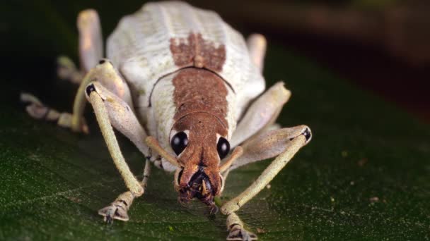 Vídeo Glitter Weevil Compsus Amazonía Ecuatoriana — Vídeos de Stock