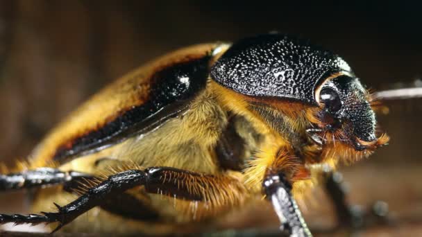 Makro Çekim Kahverengi Kıllı Böceğin Videosunu Kapat — Stok video