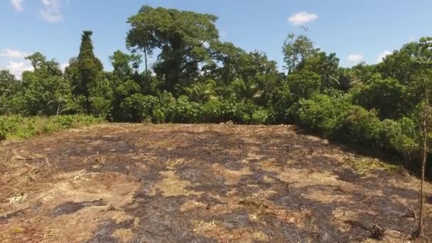 에콰도르 아마존 나무들이 풍경을 — 비디오