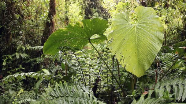 Video Tropisk Skog Med Träd Och Växter — Stockvideo