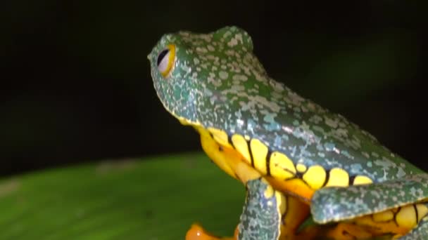 Zeitlupensprung Video Von Amazon Leaf Frog Cruziohyla Craspedopus — Stockvideo