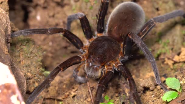 Video Von Brauner Spinne Der Natur — Stockvideo