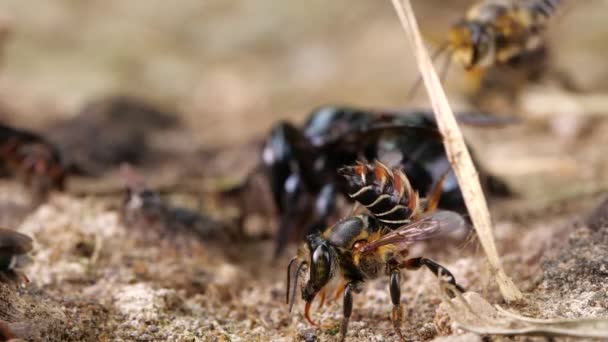 慢镜头 一群土生土长的蜜蜂在厄瓜多尔亚马逊河边的盐滩上 — 图库视频影像